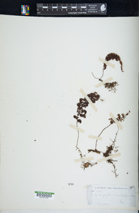 Hymenophyllum tunbrigense image