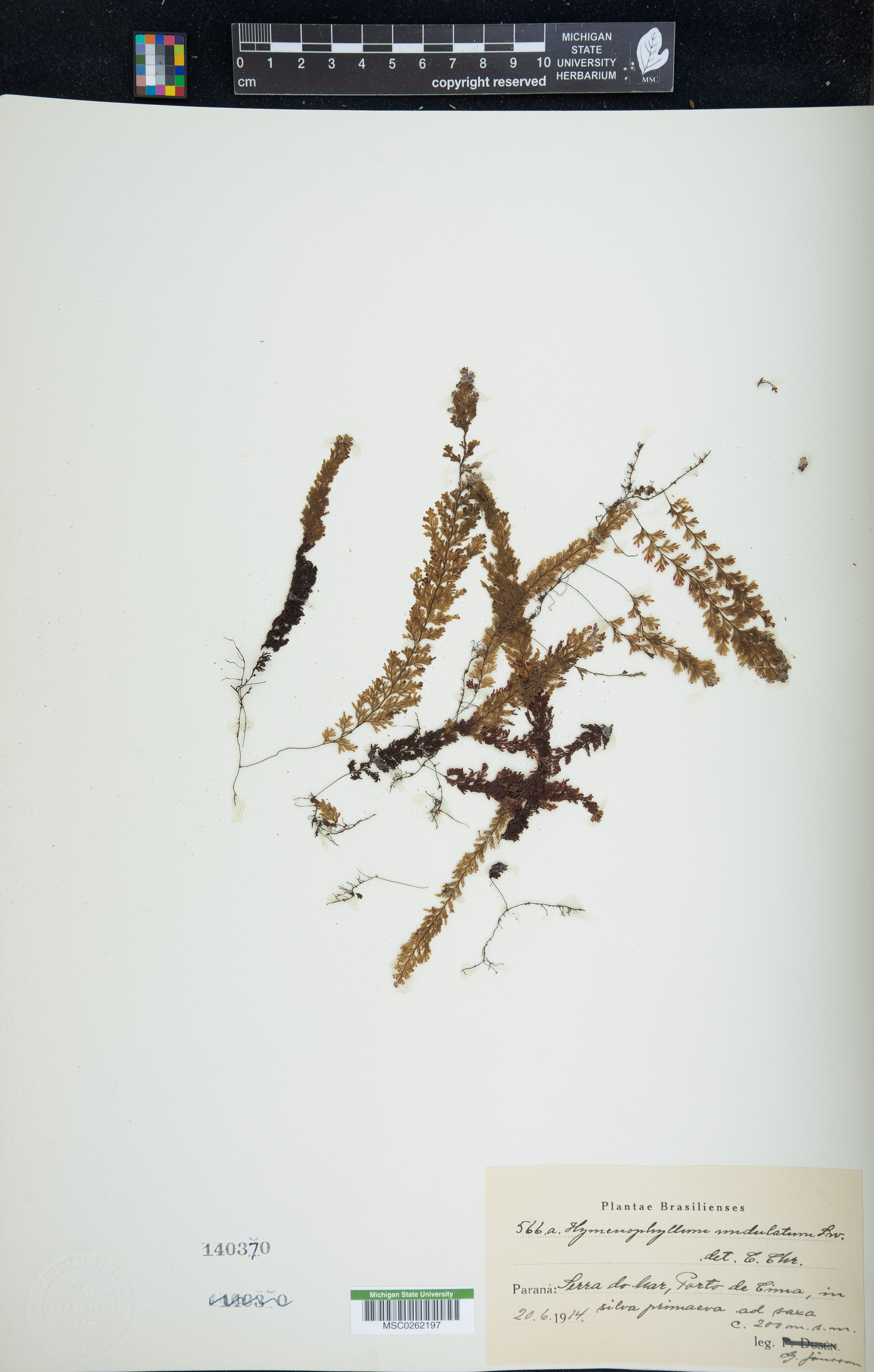 Hymenophyllum undulatum image
