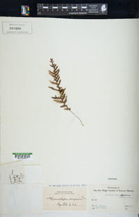 Hymenophyllum aeruginosum image