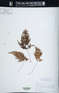 Hymenophyllum bivalve image