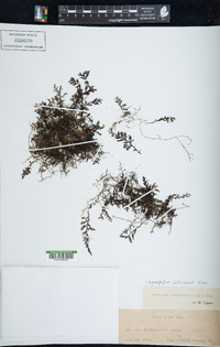 Hymenophyllum denticulatum image