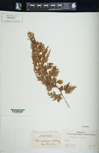 Hymenophyllum dilatatum image