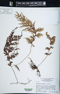 Hymenophyllum dilatatum image