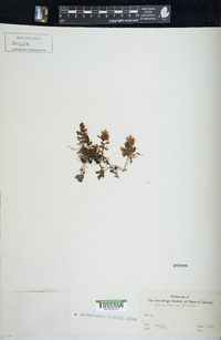 Hymenophyllum tenellum image