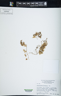 Hymenophyllum flabellatum image