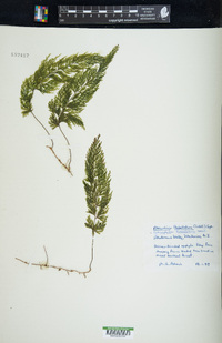 Hymenophyllum flabellatum image