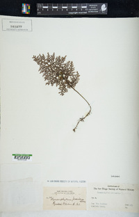 Hymenophyllum javanicum image