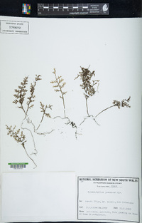 Hymenophyllum javanicum image