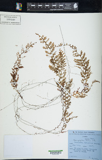 Hymenophyllum kuhnii image