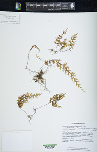 Hymenophyllum microchilum image