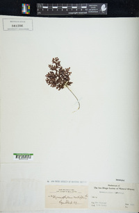 Hymenophyllum multifidum image