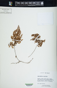 Hymenophyllum multifidum image