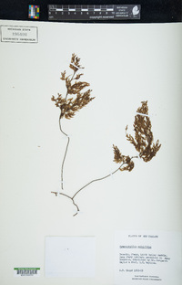 Hymenophyllum multifidum image