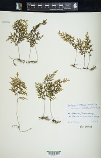 Hymenophyllum multifidum image