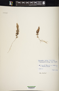 Hymenophyllum malingii image