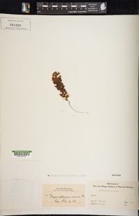 Hymenophyllum darwinii image