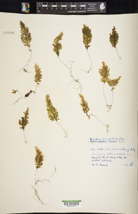 Hymenophyllum darwinii image