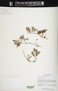 Hymenophyllum reinwardtii image