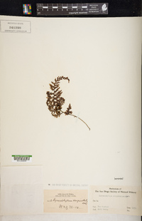 Hymenophyllum sanguinolentum image