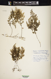 Hymenophyllum sanguinolentum image