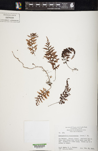 Hymenophyllum sanguinolentum image