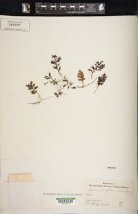 Hymenophyllum tenellum image