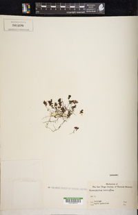 Hymenophyllum tunbrigense image