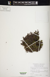 Hymenophyllum lineare image