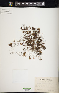 Hymenophyllum oligosorum image