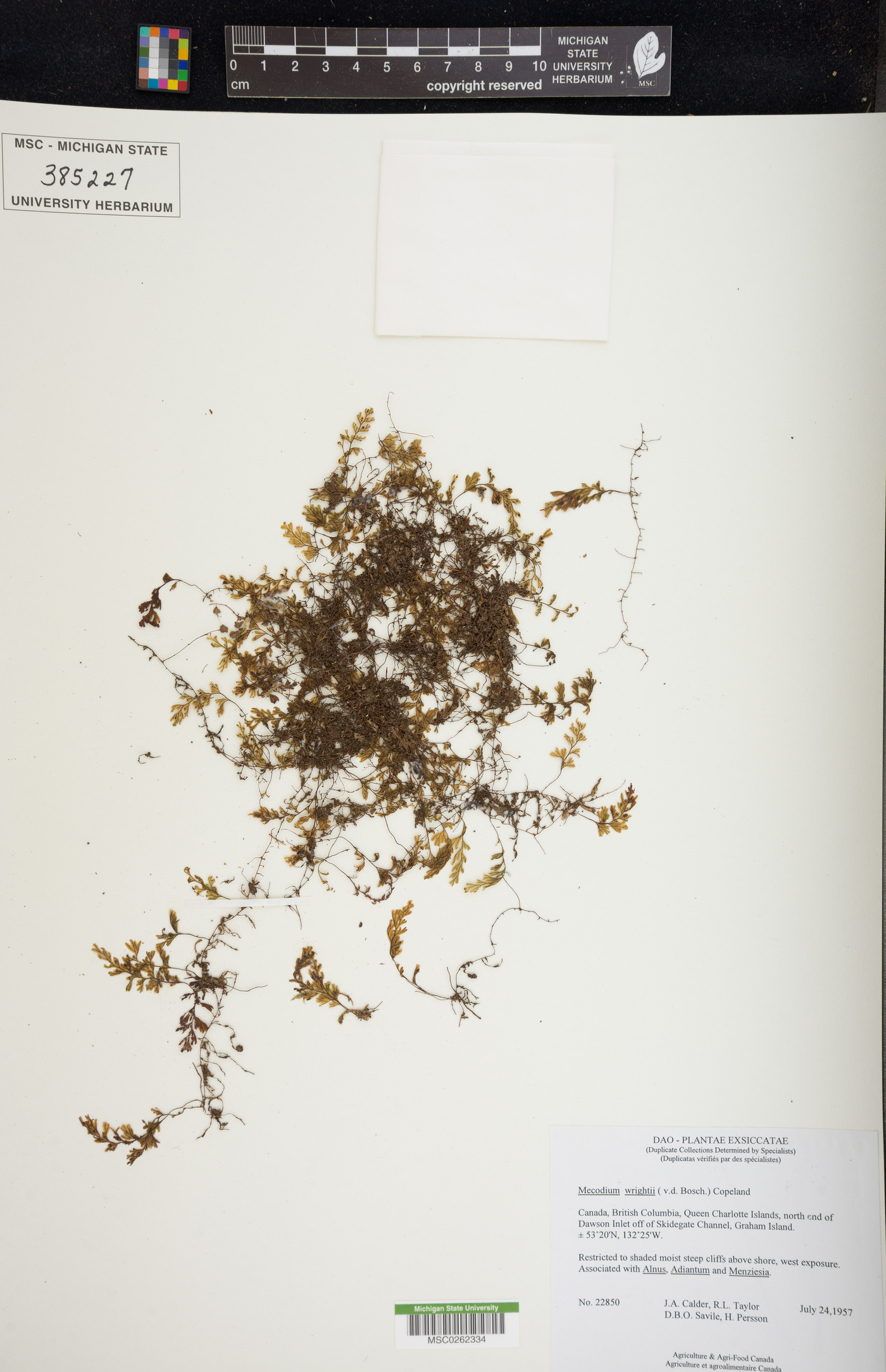 Hymenophyllum wrightii image