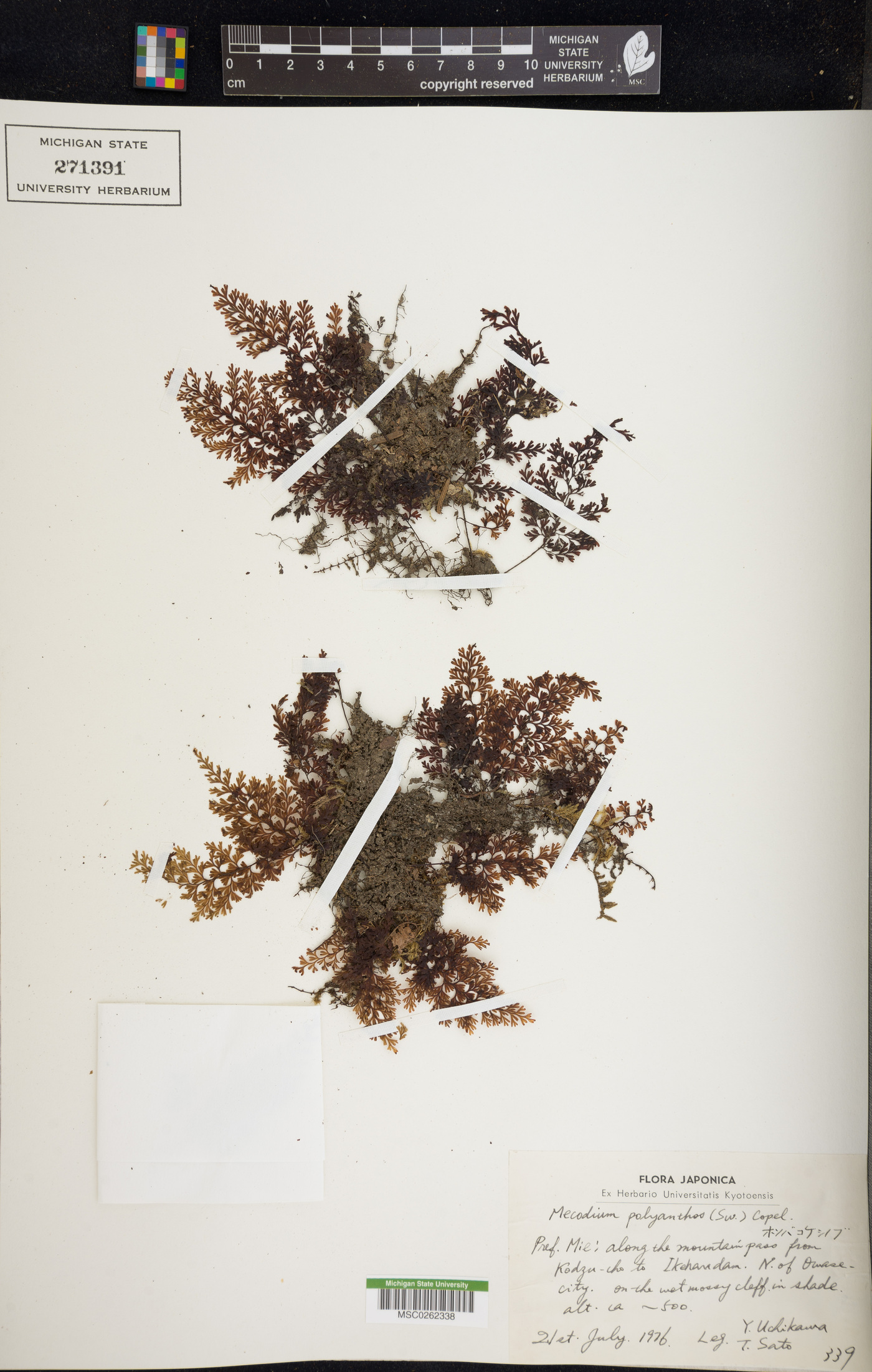 Hymenophyllum inaequale image