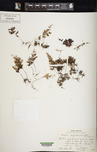 Hymenophyllum inaequale image