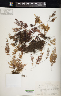 Hymenophyllum inaequale image