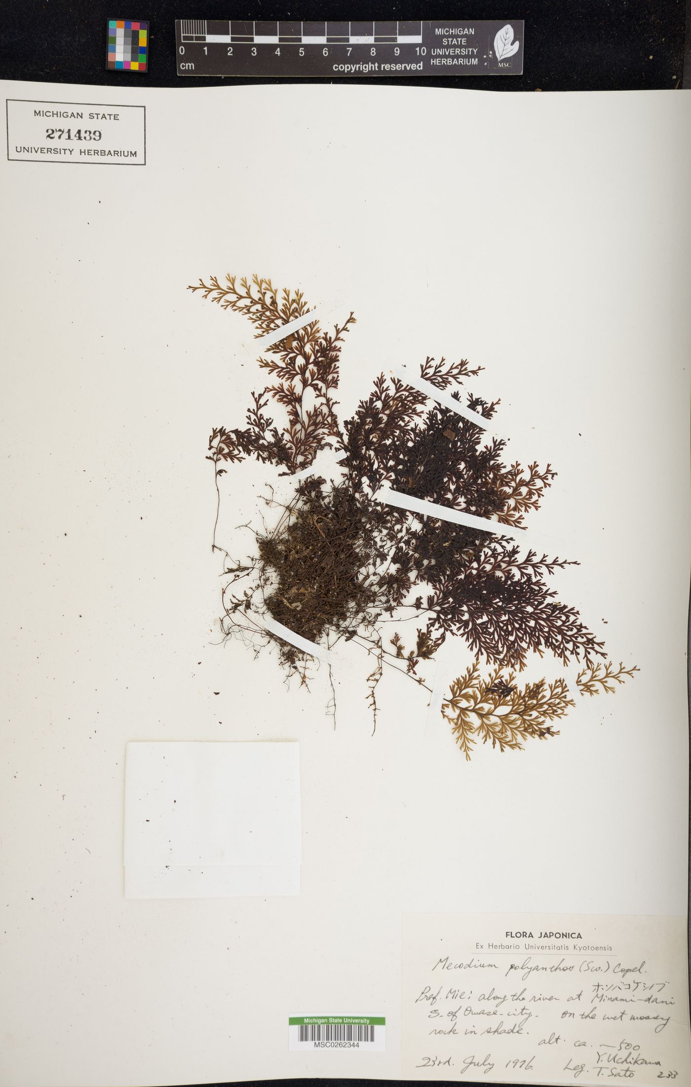 Hymenophyllum inaequale image