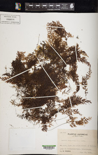 Hymenophyllum inaequale image