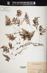 Hymenophyllum inaequale image