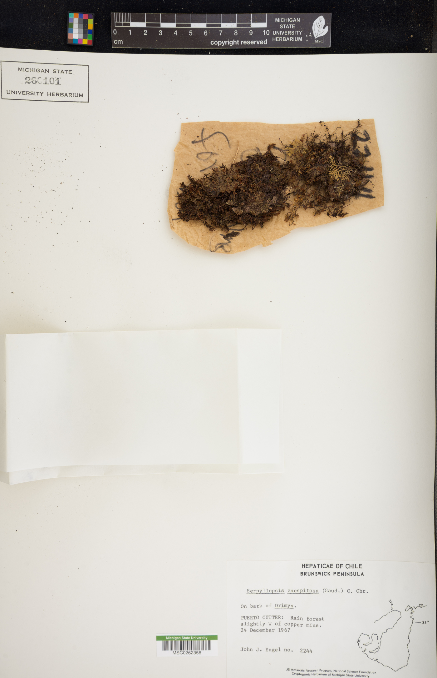 Hymenophyllum caespitosum image