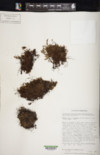 Hymenophyllum caespitosum image