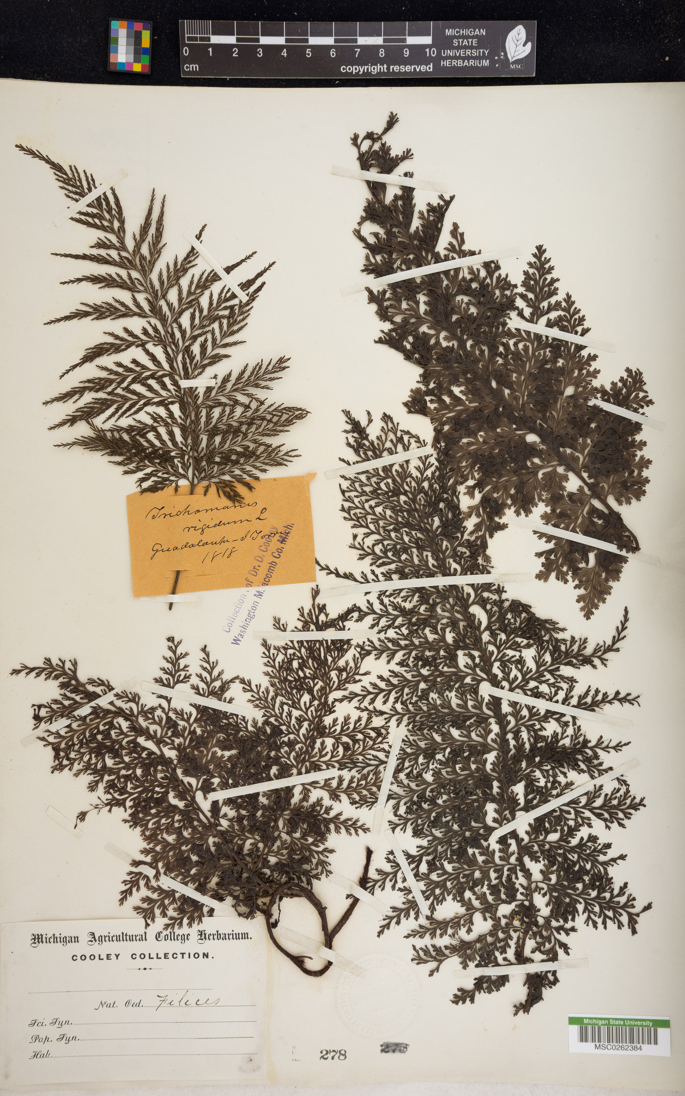Abrodictyum rigidum image
