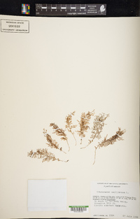 Polyphlebium capillaceum image