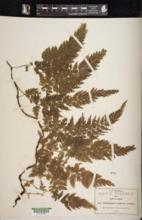 Vandenboschia radicans image