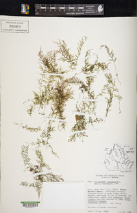 Polyphlebium capillaceum image