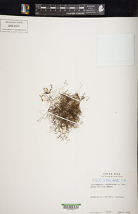 Polyphlebium capillaceum image