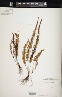 Trichomanes galeottii image