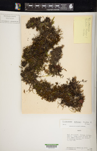 Didymoglossum kraussii image