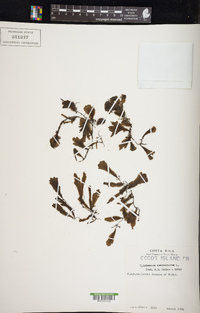 Didymoglossum membranaceum image