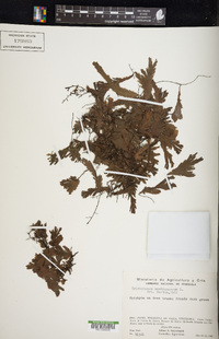 Didymoglossum membranaceum image