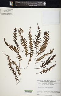 Trichomanes polypodioides image