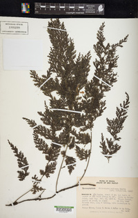 Vandenboschia radicans image