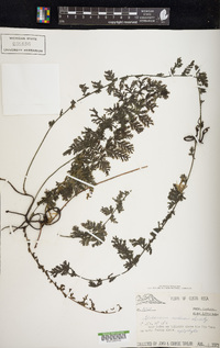 Vandenboschia radicans image